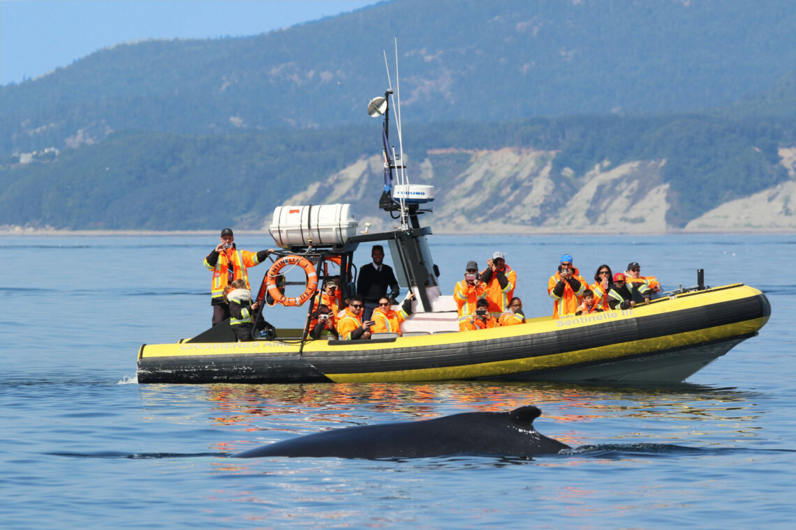 Croisières Aux Baleines :: Whales Watch :: Croisières Charlevoix Inc.